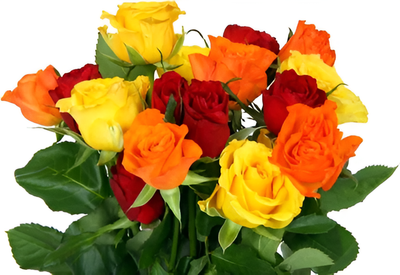 Colorful Rose (#1147)"Largest Gift Picture Shown"